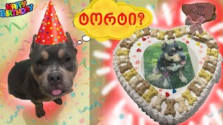 ჰინატას პირველი დაბადების დღე! ძაღლის ნამდვილი ტორტი?!