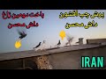 پرش چپ افشون ساعت ۵صبح باخت رفتن زاغ داش محسن کبوتران مسافتی   نشستن یه جفت سبز غریب