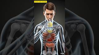 Stomach Acidity Gone In Seconds? Lemon Water Effect Inside Body 3D Animation