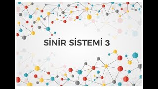 Sinapslarda İmpuls İletimi Sinapslar