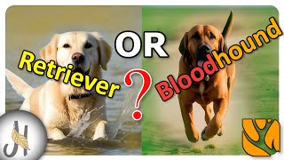 Bloodhound OR Labrador Retriever❓😲😲 Before you Buy First DOG the Hunter Call of the Wild