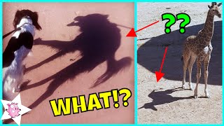 Misleading Shadows That Tell A Different Story