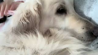 Watch This If You Are Stress  Best Snuggle Time With Cute Dog