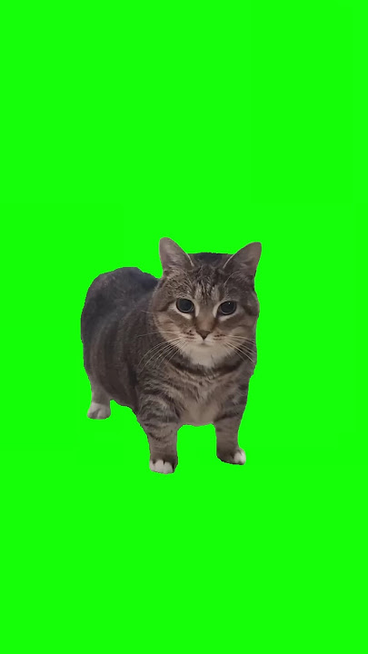 Oiia oiia spinning cat #cat #cats #catlover #catvideos #catshorts #catsofyoutube