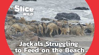 Punching Above the Weight: Jackals Against Seals: PART 2 | SLICE WILD