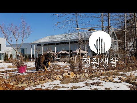 올해의 첫 가드닝 | 풍성한 정원을 위한 준비 | 수국 컷백 | 나무수국 삽목하는 방법 | 정원생활 브이로그