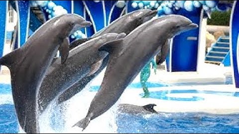 Cá Heo Làm Xiếc Vui Nhộn Hay Nhất 🎶 Bố Là Tất Cả Nhạc Hay Sôi Động Hay Nhất Cho Bé