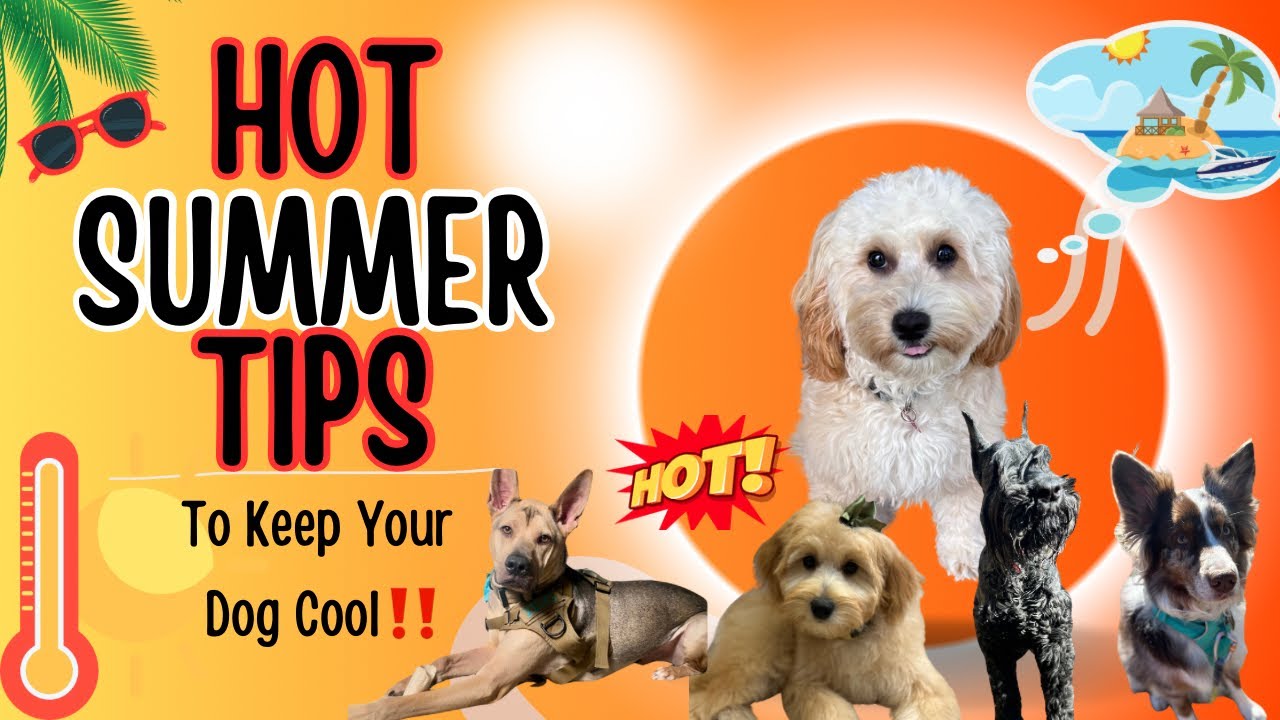 5 Hot ☀️ Summer Tips ‼️ Too Keep Your Dogs Cool 🐶 - YouTube