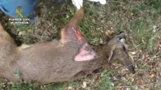 El SEPRONA rescata a una cría de corzo herida de un disparo
