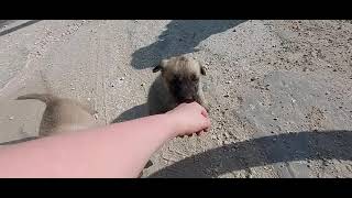 Видео про щенят — оно перевернёт ваше представление о моем канале