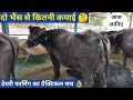 2 भैंस से डेयरी फार्म शुरू करने में कितनी कमाई| start a dairy farming