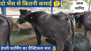 2 भैंस से डेयरी फार्म शुरू करने में कितनी कमाई| start a dairy farming