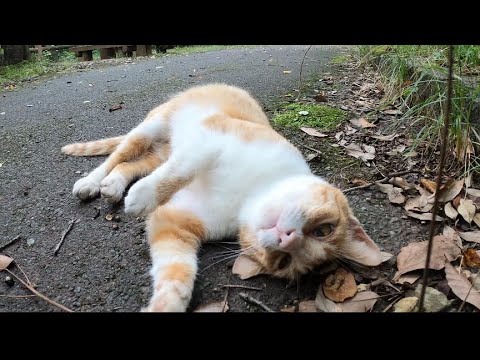 ゴロンゴロンする可愛い野良猫 Youtube ゴロンゴロンする可愛い野良猫 Youtube