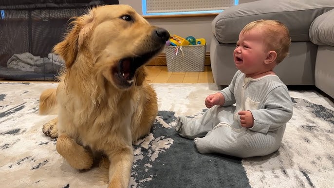 Golden Retriever Dog Gets Jealous Of