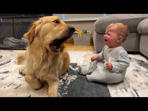 Golden Retriever Pup Makes Baby Cry But Says Sorry!