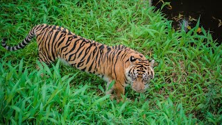 Lili - Harimau Sumatera di Gembiraloka Zoo [Panthera Tigris Sumatrae]