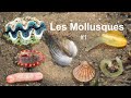 Les Mollusques (Partie 1/3)