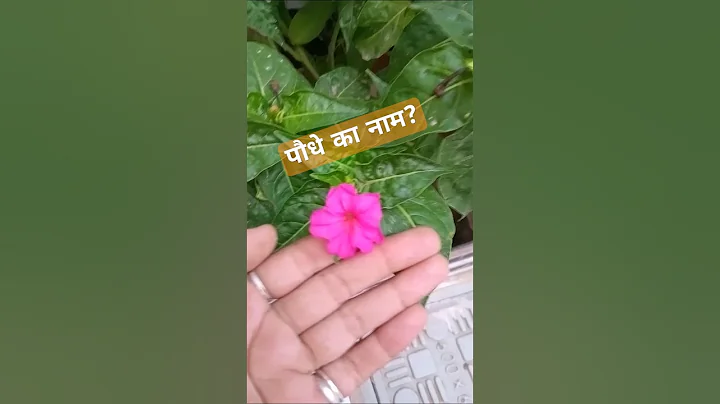 plants ka नशा #garden #gardening #plants #flowers #shorts