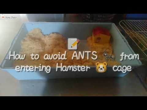 Video: Cara Menghentikan Hamster Daripada Mengunyah Sangkar