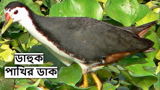 ডাক পাখির ডাক | Dahuk Pakhir Dak | Waterhen Bird Sound | Jal Murgi Awaaz Waterhen Call@wildindiamit