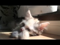 眠れねこねこ メインクーン 3ヶ月