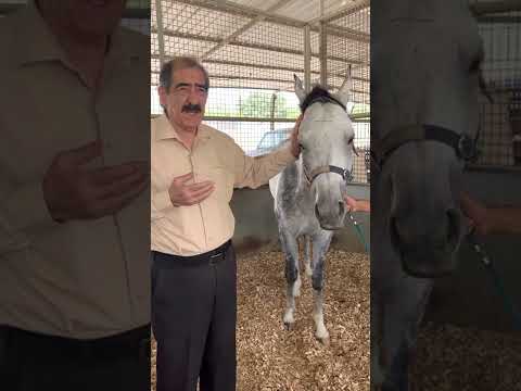 فيديو: Trakehner الحصان