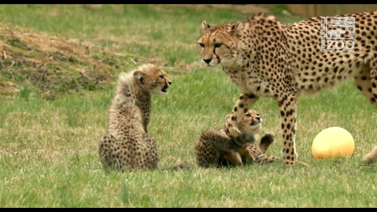 4 Month Old Cheetah Cubs - Cincinnati Zoo - YouTube