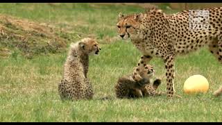 4 Month Old Cheetah Cubs - Cincinnati Zoo