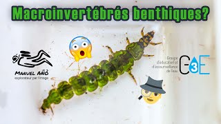 Biologiste - Spécialiste des macroinvertébrés benthiques!