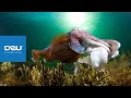D2U club - Дайвінг клуб - Гігантська Австралійська каракатиця