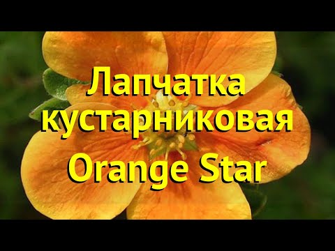 Видео: Информация о растении Orange Star - узнайте об уходе за растением Orange Star