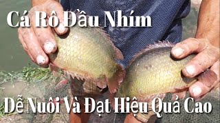 Ⓜ️ Thu Hoạch Ao Cá Rô Đầu Nhím 500mv -  Vươn Lên Làm Giàu Nhờ Con Cá Rô Nhím