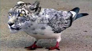 world unique amazing gorgeous pigeon collection | 10 most beautiful exotic pigeons