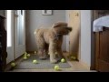 Spencer the Goldendoodle Playing with Tennis Balls