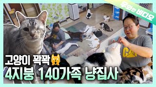 냥줍하다보니 고양이 천국😺😺😺😺😺┃The Kitty Paradise 😺😺😺😺😺