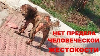 ВРАГУ НЕ ПОЖЕЛАЕШЬ.ОПЫТНЫЕ СПАСАТЕЛИ БЫЛИ В ШОКЕ ОТ ТОГО,ЧТО ПЕРЕНЕСЛА ЭТА СОБАКА #СПАСЕНИЕЖИВОТНЫХ ВРАГУ НЕ ПОЖЕЛАЕШЬ.ОПЫТНЫЕ СПАСАТЕЛИ БЫЛИ В ШОКЕ ОТ ТОГО,ЧТО ПЕРЕНЕСЛА ЭТА СОБАКА #СПАСЕНИЕЖИВОТНЫХ