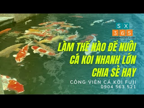Video Làm thế nào để cá Koi nhanh lớn, tăng size - how to... - youtube