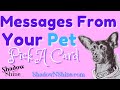 Pick A Card 🐶🐱 Messages From Your Pet 🐤🐰