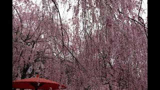 2023.4.8 高見の郷 枝垂桜