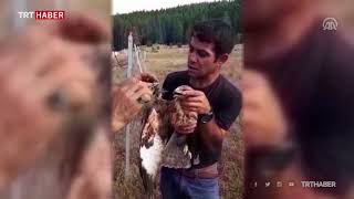 Tellere takılan şahini orman işçileri kurtardı