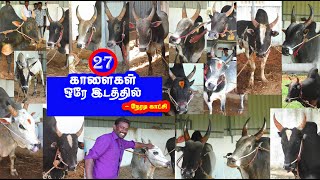 27 காளைகள் ஒரே இடத்தில்  நேரடி காட்சி .... Tamizhan Trending