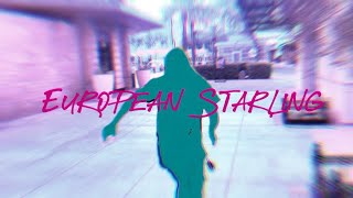 The Jas - European Starling (Official Visualizer) 