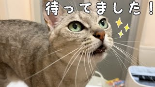 飼い主の朝風呂が好きすぎて全力で甘える猫マロちゃん