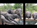 Unbelievable African Elephants in My Pool!