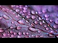 Beautiful Relaxing Nature Sounds & Voice Ep. 3 | Quran With Rain Sounds Amazing