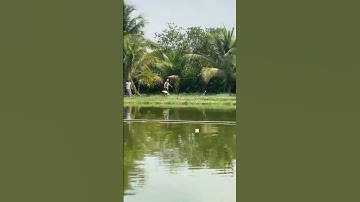 #Shorts Báo cá tra, chim năm 2024 clip 49 - Hồ Câu Vườn Dừa ấp Ngã Tư, xã Nhuận Đức, Củ Chi, HCM