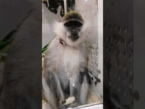Передвижной ЗООПАРК в городе Печора.Mobile zoo