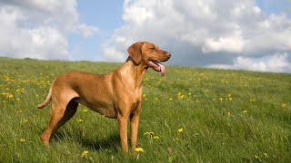 What is the Vizsla's hunting background?