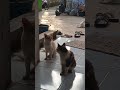 nunggu makanan#videos #kucing#nunggu makanan#tiga kucing