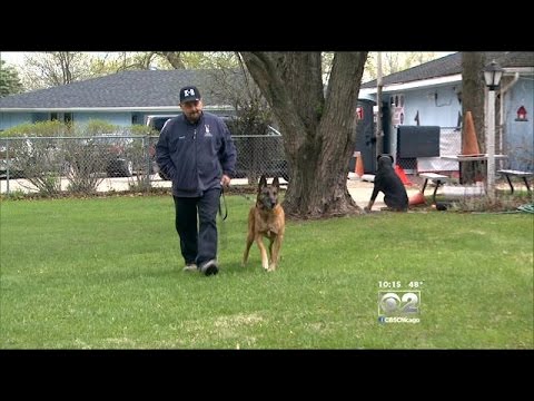 Video: How To Protect Yourself From Dog Attacks